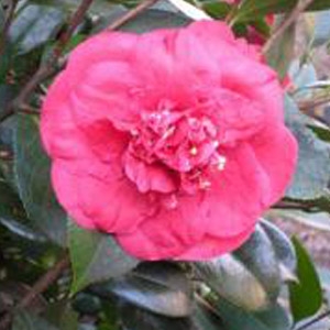 Cam Too Nursery 'April Tryst' Camellia
