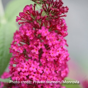 'Miss Molly' Summer Lilac Butterfly Bush