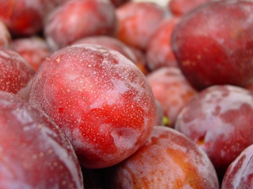 Locally Grown Plums