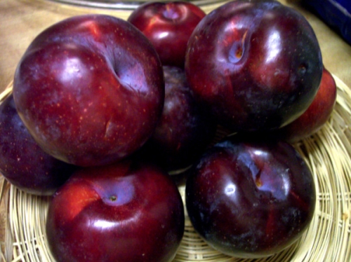 Locally Grown Plums