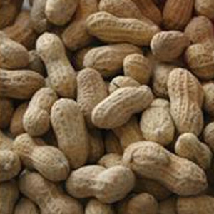 Alpine Ingredients #1 Fancy Peanut with Shell 50lb