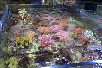 Coral beds