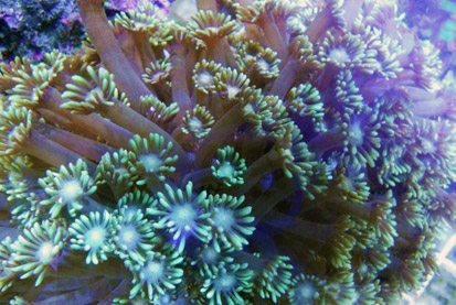 Coral