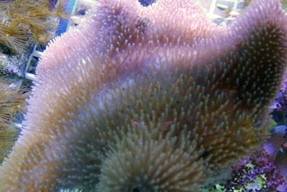 Coral