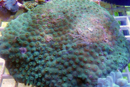 Coral