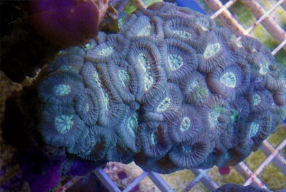 Coral