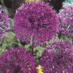 Van Bloem Allium 'Purple Sensation' Bulbs