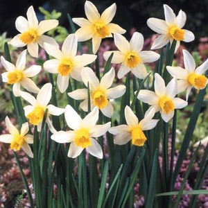Van Bloem Narcissus 'Jack Snipe' Bulbs