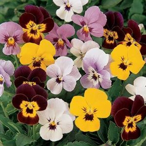 Pan American Seeds Viola's Sorbet Series