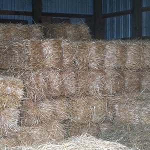 Hay & Straw