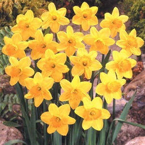 VanBloem Gardens Narcissus Fortune