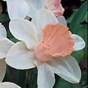 VanBloem Gardens Narcissus Pink Mix