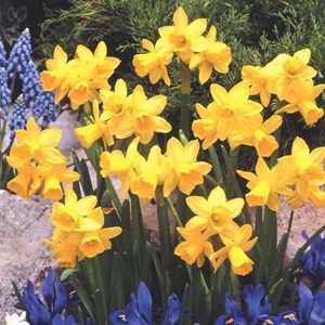 VanBloem Gardens Narcissus Tete-a-Tete