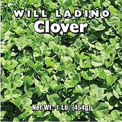 Ladino Clover 1 Lb