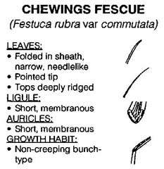 Chewings Fescue 50lb