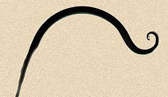Curved Wrought Iron Hanger Upturned Hook 6in