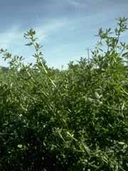 Alfalfa Forage Queen Seed 1 Lb