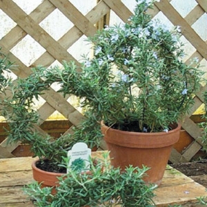 Rosemary Topiary