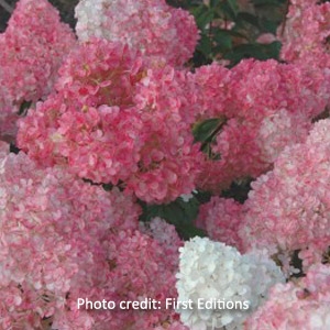 First Editions® Vanilla Strawberry™ Hydrangea