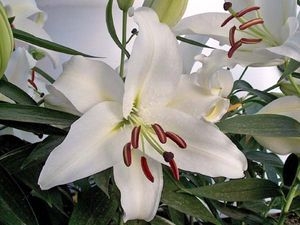 'White Stargazer' Oriental Lily