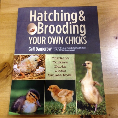 Hatching & Brooding Your Own Chicks