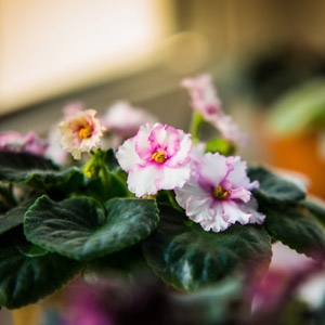 New! African Violet Plant