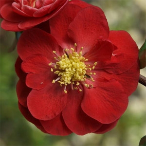 Double Take 'Scarlet Storm' Quince