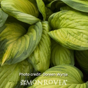 'Stained Glass Plantain Lily' Hosta