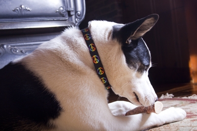 Lupine Dog Leashes & Collars