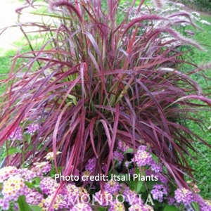 'Fireworks' Purple Fountain Grass