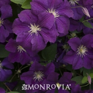 Monrovia 'Etoile Violette' Clematis