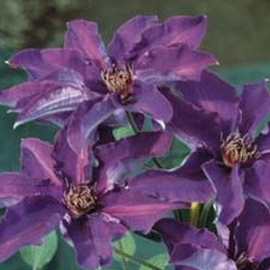 Donahue's Greenhouse 'The President' Clematis
