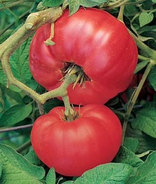 Red 'Brandywine' Heirloom Tomato