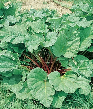 'Victoria' Rhubarb