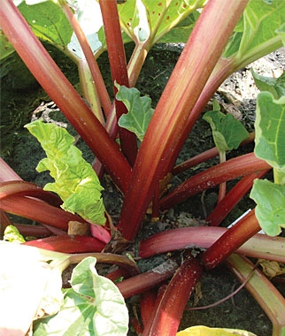'Crimson Red' Rhubarb