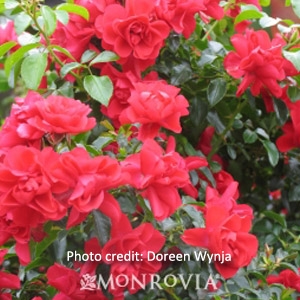 'Flower Carpet Scarlet' Groundcover Rose