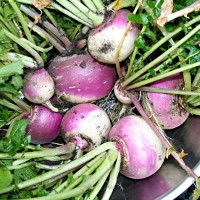 Purple Top Turnip 