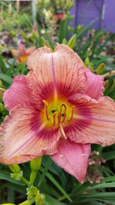 Happily Ever Appster Daylily 
