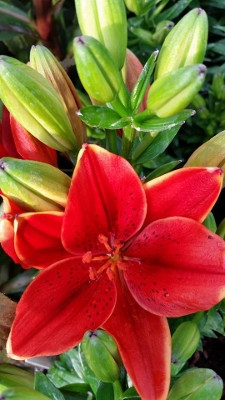 'Tiny Rocket' Asiatic Lily by Growing Colors