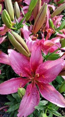 'Tiny Spider' Asiatic Lily by Growing Colors