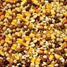 Moyer's Purgrain Breeders Conditioner 16% SYC Pigeon Feed