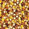 Moyer's Purgrain Daily 14% SYC Pigeon Feed