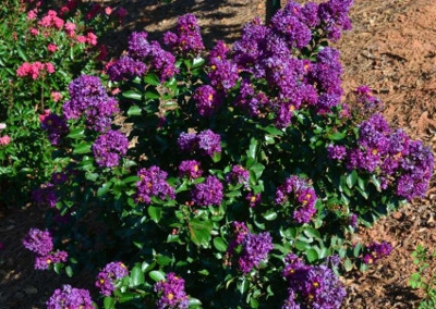 'Purple Magic™' Crape Myrtle, 3 gallons by First Edition Plants