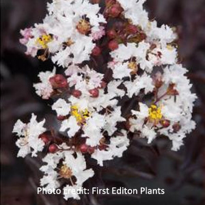 'Moonlight Magic'™ Crape Myrtle by First® Edition Plants