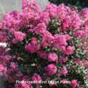 'Plum Magic' Crape Myrtle by First® Edition Plants