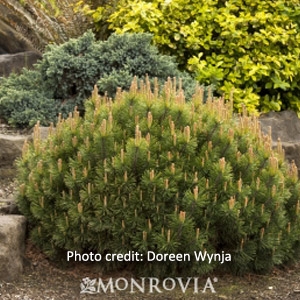 'Dwarf Mugo' Pine