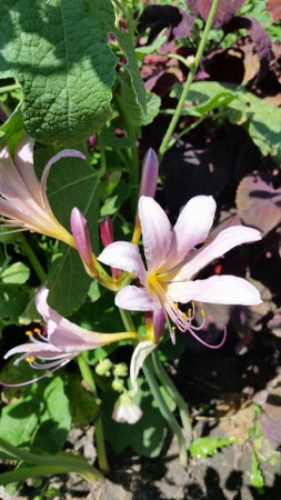 'Naked Ladies / 'Resurrection Lilies 'Lycoris'