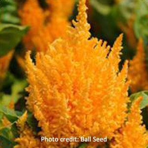 First Flame Yellow Celosia