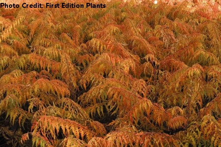 'Tiger Eyes' Sumac by First Edition Plants