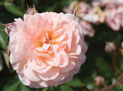 'Apricot' Drift Rose